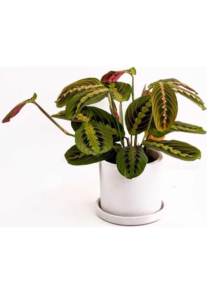 Maranta Fascinator Ruby Beyaz Saksılı Dua Çiçeği-Ithal 40-50 cm