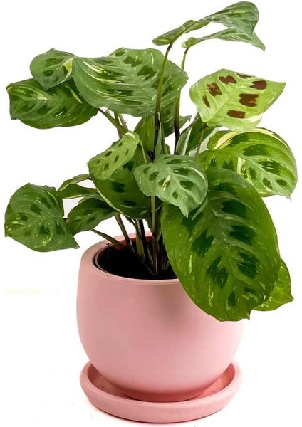 Maranta Kerchoveana-Curvy Pembe Saksılı Dua Çiçeği-Ithal 30-40 cm