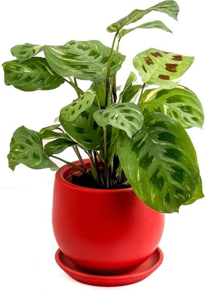 Maranta Kerchoveana-Curvy Kırmızı Saksılı Dua Çiçeği-Ithal 30-40 cm