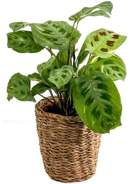 Maranta Kerchoveana-Lanesse Düz Hasır Saksılı Dua Çiçeği-Ithal 30-40 cm