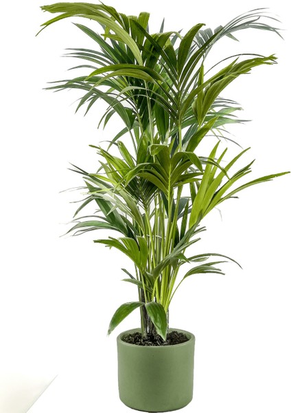 Kentia Palmiyesi-Howea Forsteriana - Ruby Yeşil Saksılı 120-140 Cm
