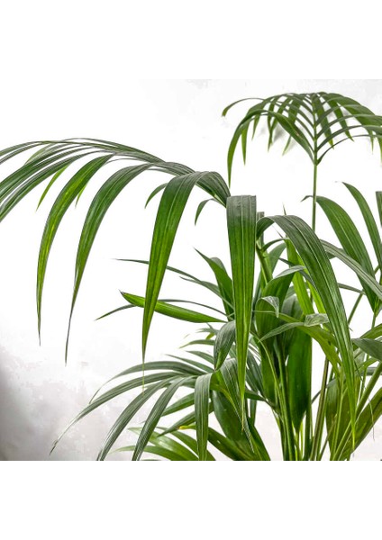Kentia Palmiyesi-Howea Forsteriana - Ruby Yeşil Saksılı 120-140 Cm