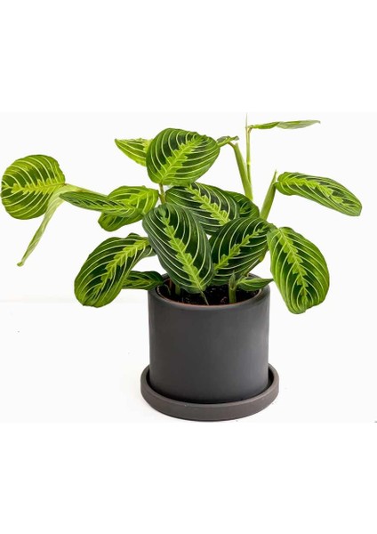Maranta Leuconeura Lemon Lime - Dua Çiçeği Ruby Antrasit Saksılı-Ithal 30-40 cm
