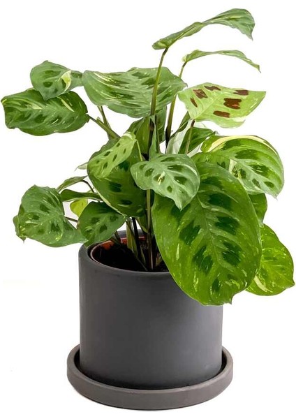Maranta Kerchoveana-Ruby Antrasit Saksılı Dua Çiçeği-Ithal 30-40 cm