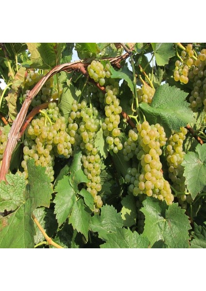 Tüplü Tatlı Chardonnay Üzüm Fidanı