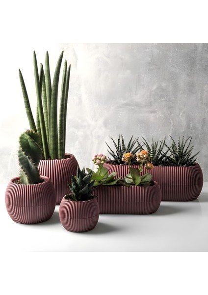 5 Parça Mercan Saksı Seti 5 Adet Plastik Kaktüs Sukulent Saksısı