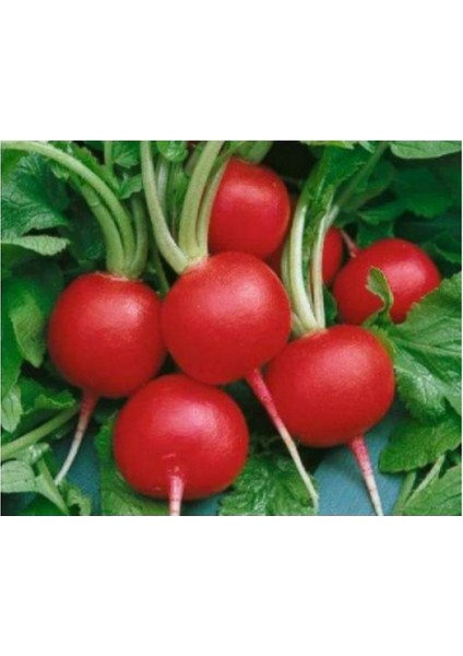 Bursa Tohum Bt Burkır Iri Yuvarlak Kırmızı Turp 25GR