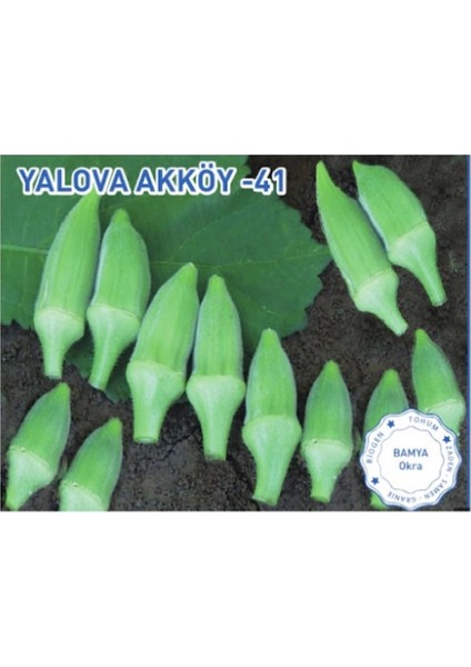 Yalova Akköy 41 Bamya 25GR