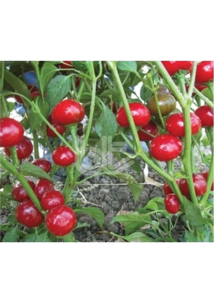 Bt Yakantop Acı 25GR