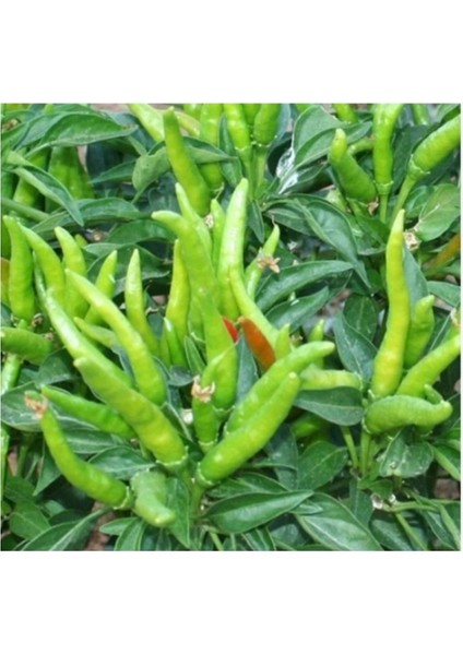 Bt Beşparmak 25 gr