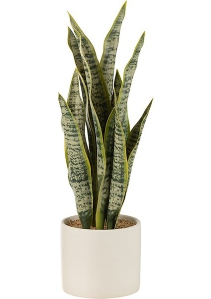 Saksıda Sanseveria / M