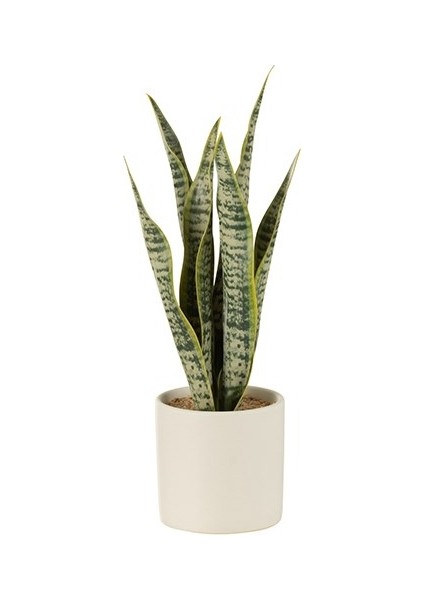 Saksıda Sanseveria / S