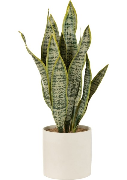 Saksıda Sanseveria / Xl