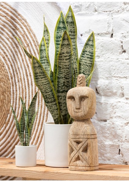 Saksıda Sanseveria / Xl fiyatları