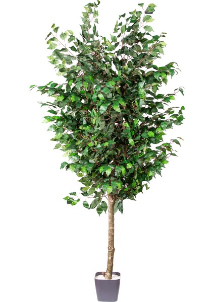 Yapay Ficus Ağacı Tek Gövde Yeşil 200 Cm.