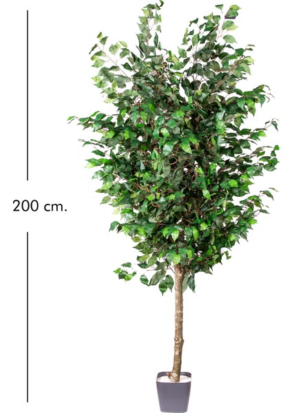 Yapay Ficus Ağacı Tek Gövde Yeşil 200 Cm. modelleri