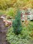 Videolu Leylandi Fidanı (35-50 Cm) 1 Adet Saksılı/tüplü Dış Mekanağaç Cupressocyparis Leylandii 2