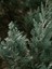 Videolu Leylandi Fidanı (35-50 Cm) 1 Adet Saksılı/tüplü Dış Mekanağaç Cupressocyparis Leylandii 3