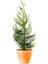 Videolu Çit Bitkisi Leylandi (30-40 Cm) 10 Adet Tüplü Dış Mekan Bitkisi Cupressocyparis Leylandii 2