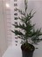 Videolu Çit Bitkisi Leylandi (30-40 Cm) 10 Adet Tüplü Dış Mekan Bitkisi Cupressocyparis Leylandii 3
