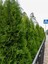Videolu Çit Bitkisi Leylandi (30-40 Cm) 10 Adet Tüplü Dış Mekan Bitkisi Cupressocyparis Leylandii 4