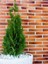 Videolu Leylandi Fidanı (40 60 Cm)1 Adet Tüplü Dış Mekan Bitkisi Cupressocyparis Leylandii 3