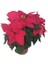 Videolu 1 Adet Beğenilen Atatürk Çiçeği 30-60 cm Saksılı Iç Mekan Bitkileri Poinsettia 2