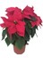 Videolu 1 Adet Beğenilen Atatürk Çiçeği 30-60 cm Saksılı Iç Mekan Bitkileri Poinsettia 3