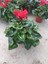 Kırmızı Sıklamen Çiçeği Saksıda Canlı Cyclamen 3