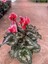 Kırmızı Acem Sıklamen / Tavşan Kulağı / Cyclamen 2