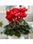 Kırmızı Sıklamen Çiçeği / Tavşan Kulağı / Cyclamen 1