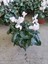 Beyaz Sıklamen Çiçeği Saksıda Canlı Cyclamen 1