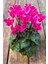 Siklamen Çiçegi Pembe 1. Kalite Cyclamen 1