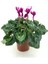 Sıklamen Çiçeği-Alacalı / Tavşan Kulağı / Cyclamen 3