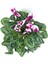 Sıklamen Çiçeği-Alacalı / Tavşan Kulağı / Cyclamen 1