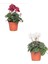 Sıklamen - Cyclamen Mini Boy 2 Adet 5