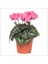 Sıklamen - Cyclamen Mini Boy 2 Adet 2