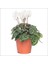 Sıklamen - Cyclamen Mini Boy 2 Adet 4