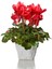 Videolu Canlı Kırmızı Sıklamen Çiçeği (20 30 Cm)1 Adet Saksılı Iç Mekan Bitkisi Cyclamen 1
