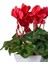 Videolu Parlak Görünümlü Sıklamen Çiçeği Kırmızı (20 30 Cm)1 Adet Hediyelik Cyclamen 1