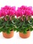 Videolu Parlak Yapraklı Sıklamen Çiçeği (20 35 Cm) 2 Adet Iç/dış Mekan Bitkisi Cyclamen 1