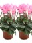 Videolu Canlı Yapraklı Sıklamen Pembe Renkli (20 35)2ADET Iç/dış Mekan Bitkisi Cyclamen 1