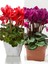 Videolu En Sevilen Set Sıklamen Çiçeği (20 25CM) 2 Adet Iç/dış Mekan Ofis Bitkisi Cyclamen 5