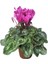 Videolu Mor Sıklamen Çiçeği (30 50 Cm)1 Adet Saksılı Çiçekli Iç Mekan Ofis Bitkisi Cyclamen 1