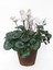 Videolu Kadınlar Gününe Özel Beyaz Sıklamen (30 40 Cm)1 Adet Saksılı Iç Mekan Bitkisi Cyclamen 1