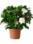 Videolu 1 Adet Kokulu Gardenya Çiçeği Ofis Bitkisi 15-30 cm Saksılı Iç Mekan Bitkileri Gardenia 2
