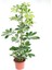 Videolu Çift Dal Şeflera (60 80 Cm)1 Adet Saksılı Iç Mekan Biitkiisi Schefflera 1