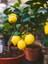Videolu Bol Sulu Limon Fidanı (80 100 Cm) 1 Adet Tüplü Interdonato Lemon 1