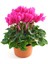 Videolu Sıklamen Çiçeği Parlak Yapraklı Koyu Pembe Renk (20 30CM)1 Adet Saksılı Hediyelik Cyclamen 1