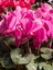 Videolu Sıklamen Çiçeği Parlak Yapraklı Koyu Pembe Renk (20 30CM)1 Adet Saksılı Hediyelik Cyclamen 2